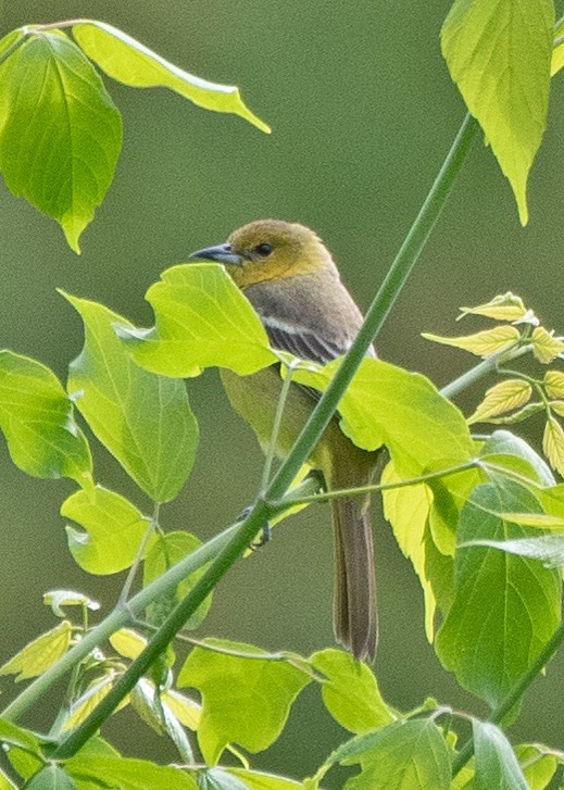 Gartentrupial - ML634572473