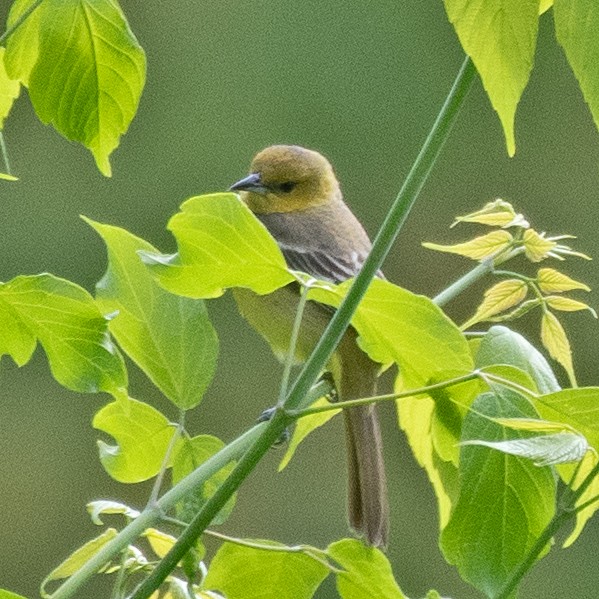 Gartentrupial - ML634572474