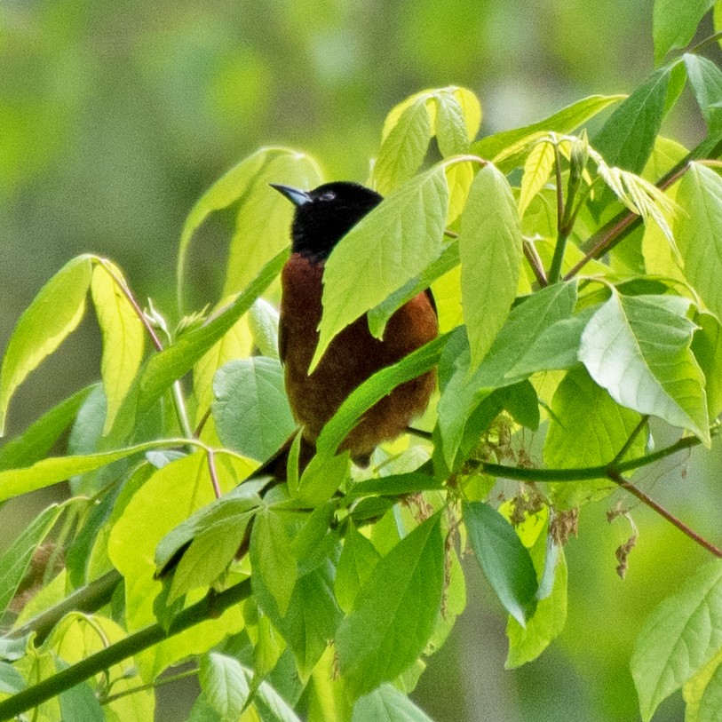 Gartentrupial - ML634572481