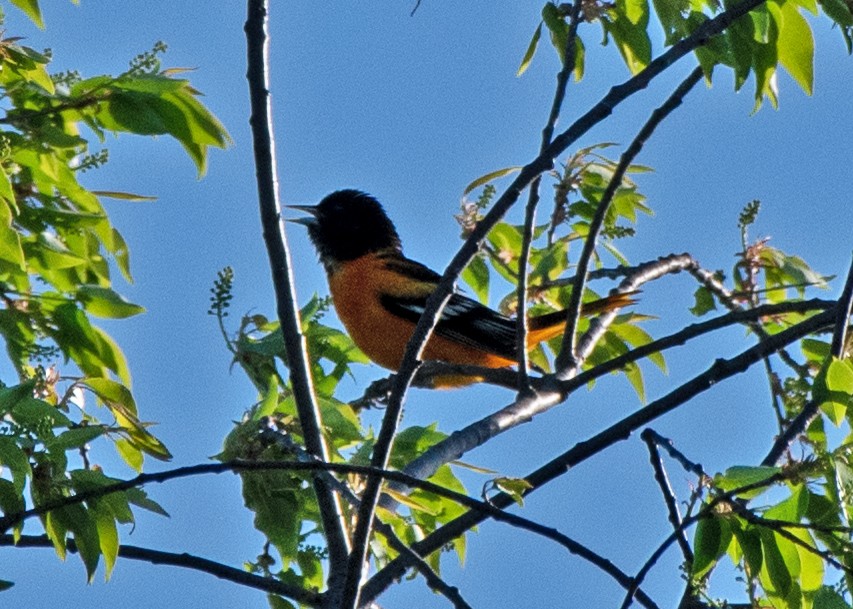 Baltimoretrupial - ML634572501