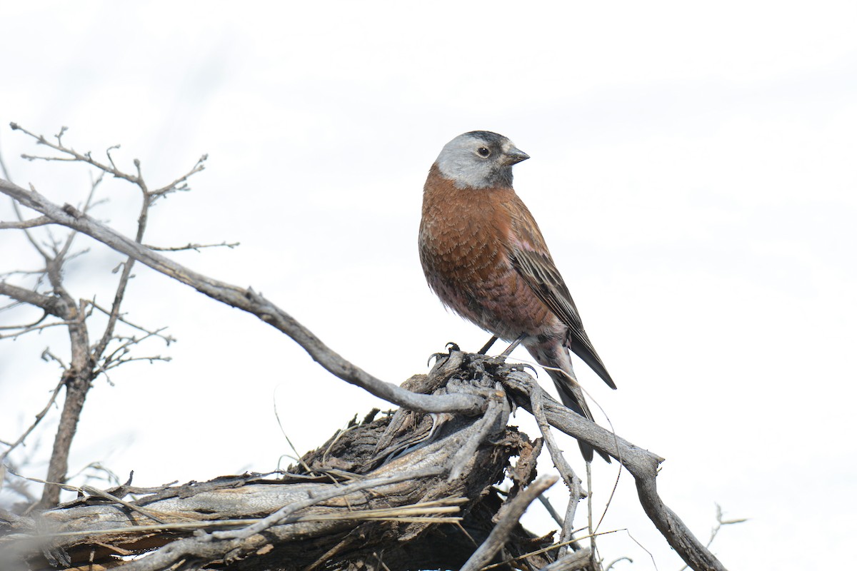 Gray-crowned Rosy-Finch (Hepburn's) - ML634572613
