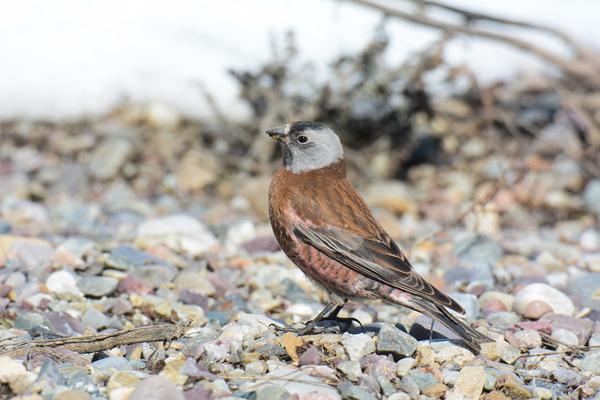 Gray-crowned Rosy-Finch (Hepburn's) - ML634572614
