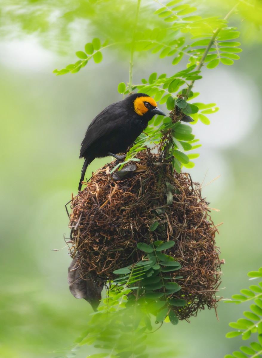 Black-billed Weaver - ML634572644