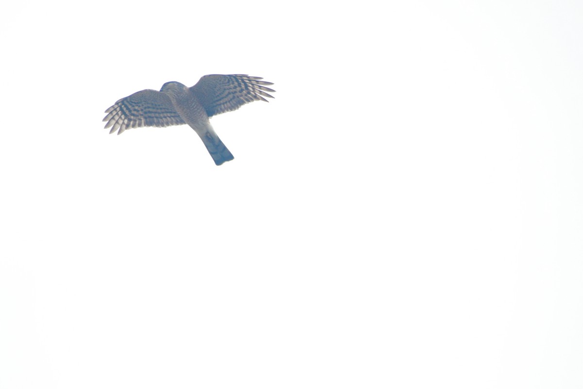 Northern Harrier - ML634572662