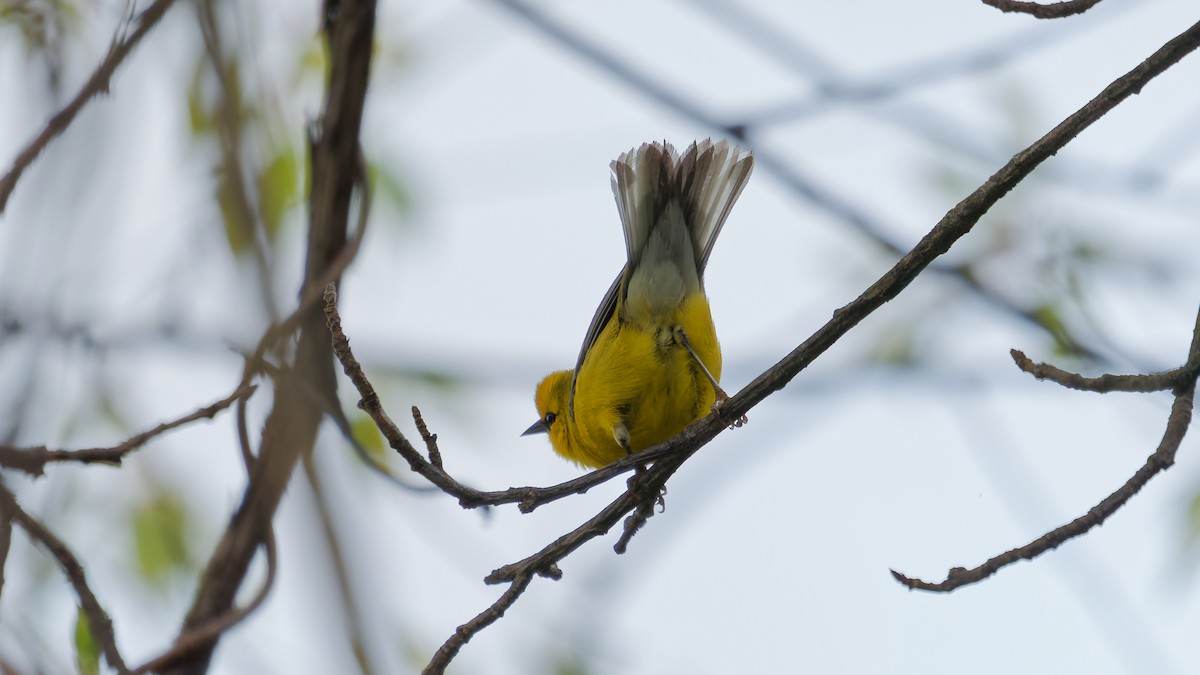 Blue-winged Warbler - ML634572669