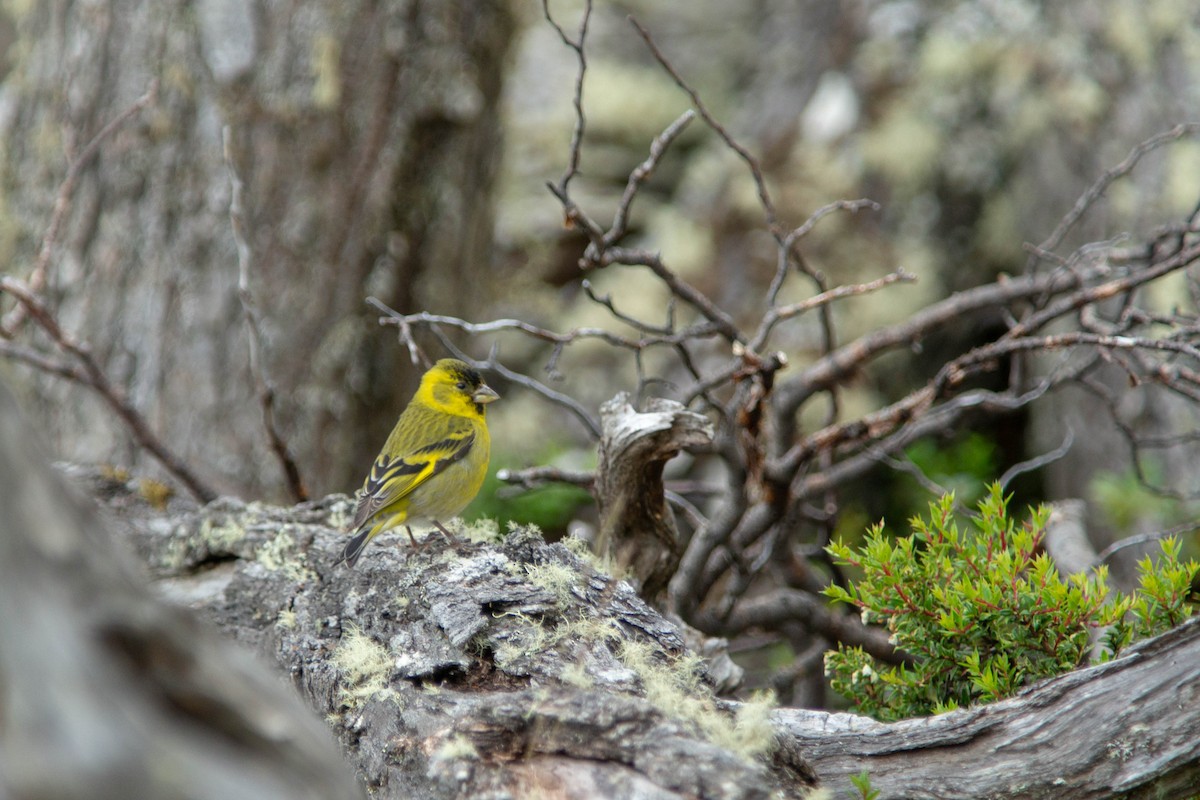 Black-chinned Siskin - ML634572692