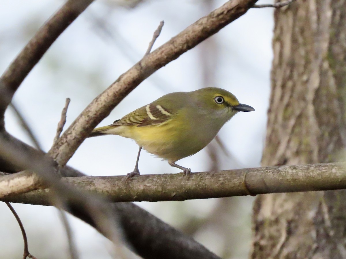 White-eyed Vireo (White-eyed) - ML634572759