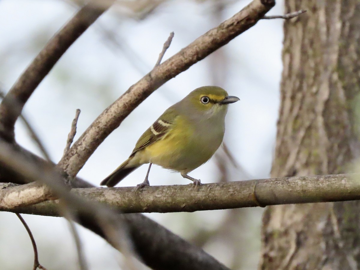 White-eyed Vireo (White-eyed) - ML634572760