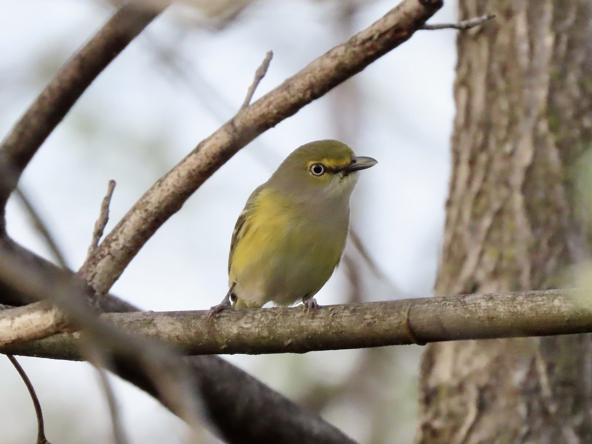 White-eyed Vireo (White-eyed) - ML634572761