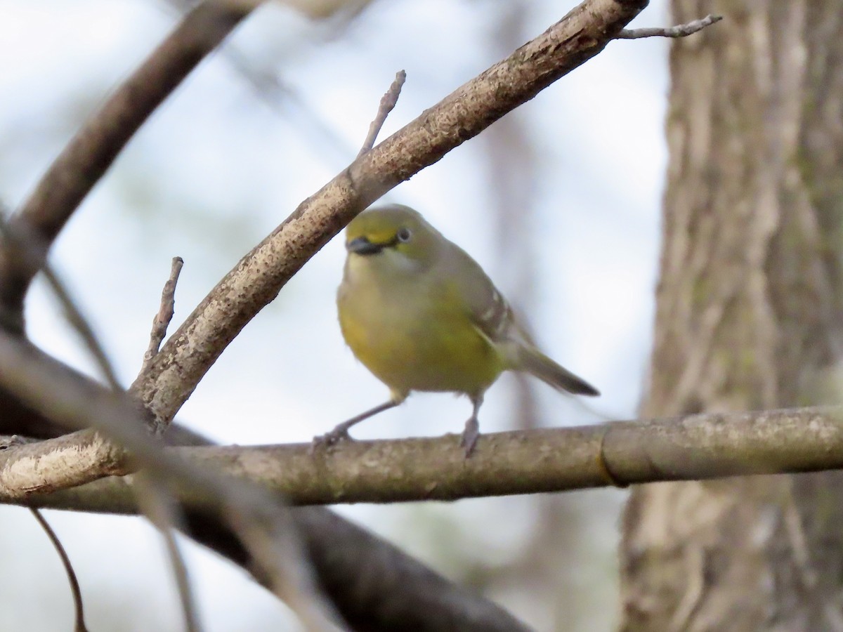 White-eyed Vireo (White-eyed) - ML634572762