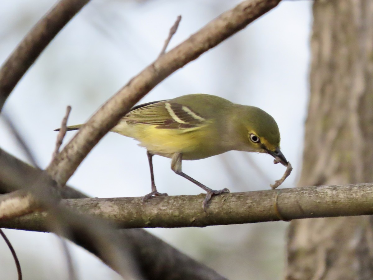 White-eyed Vireo (White-eyed) - ML634572764