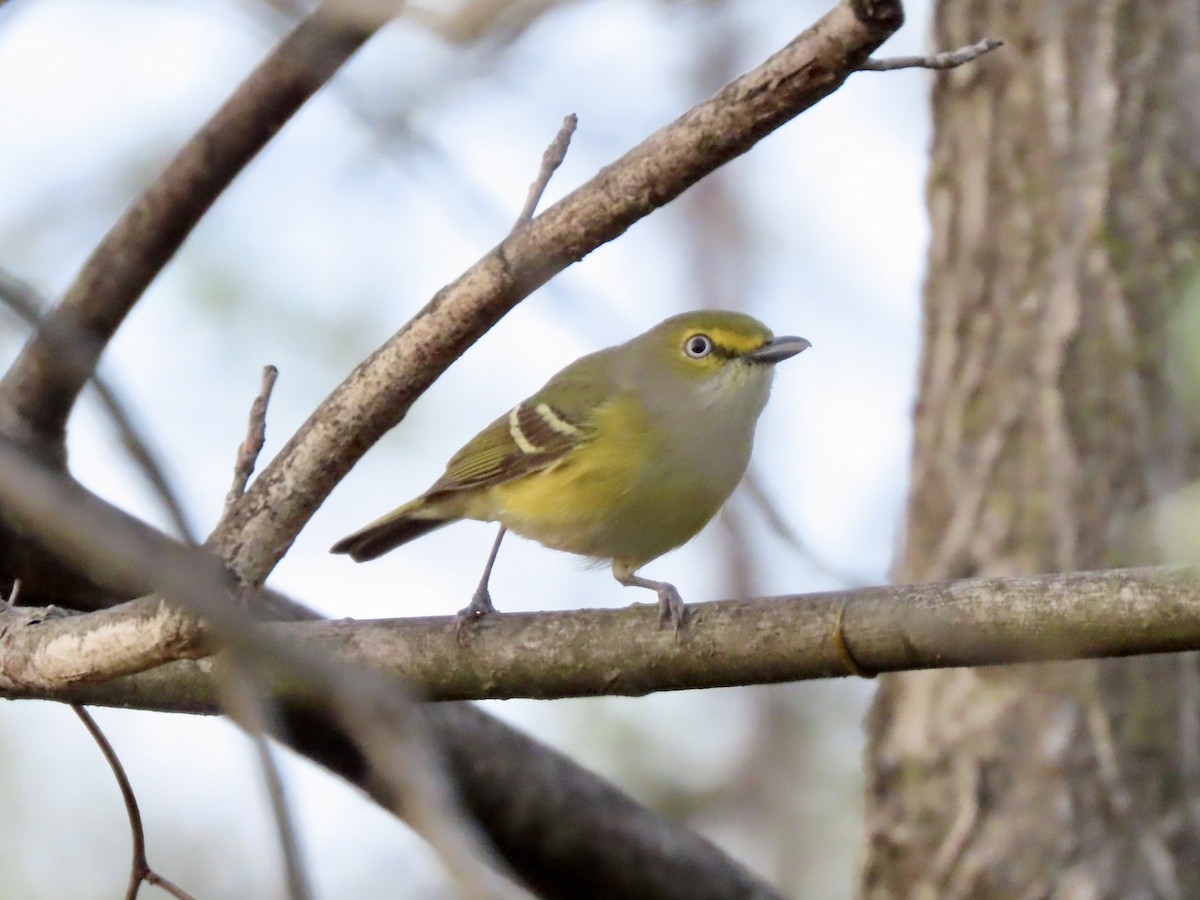 White-eyed Vireo (White-eyed) - ML634572765