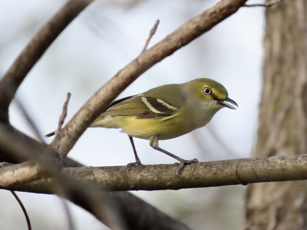 White-eyed Vireo (White-eyed) - ML634572766