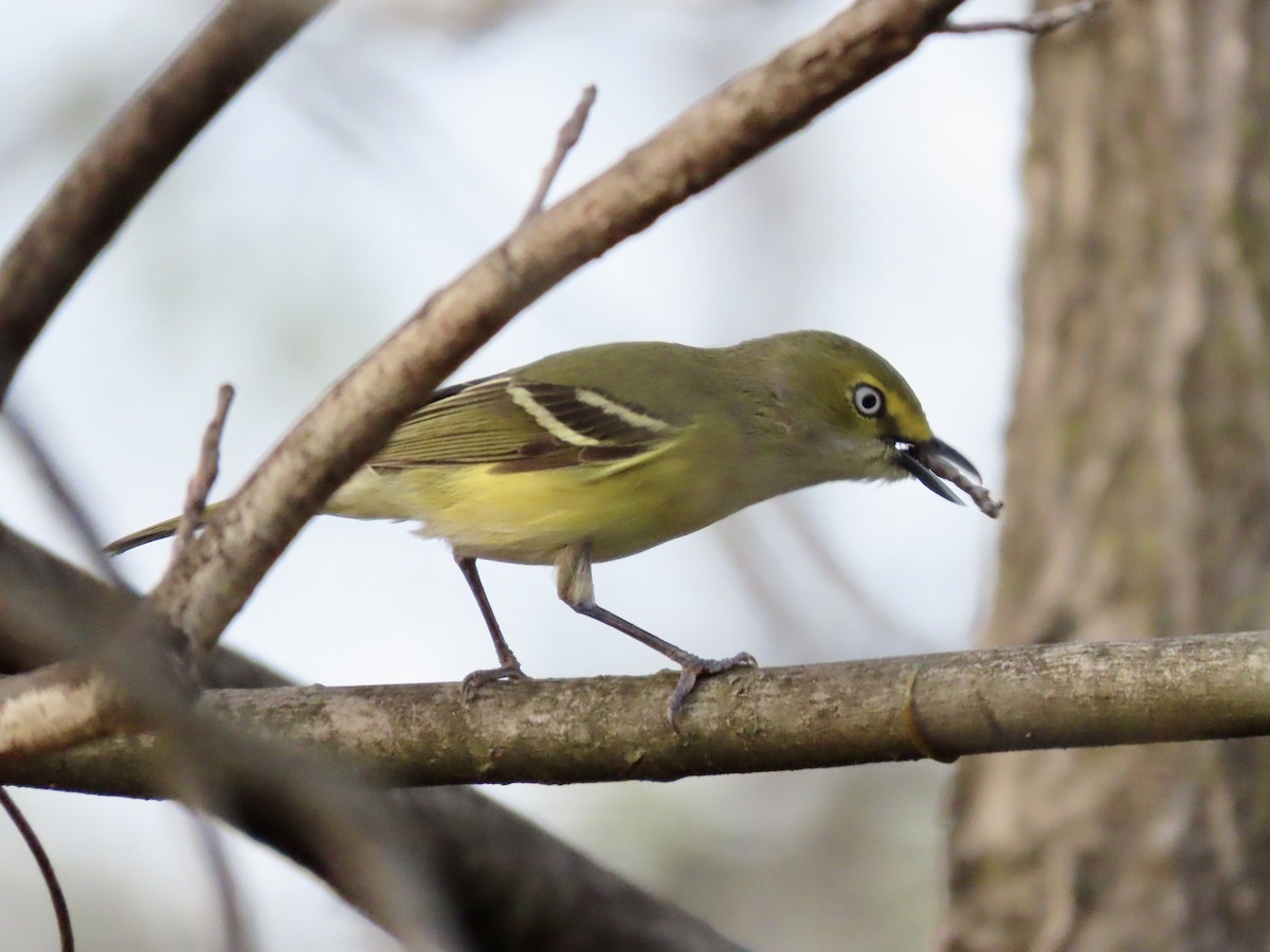 White-eyed Vireo (White-eyed) - ML634572767