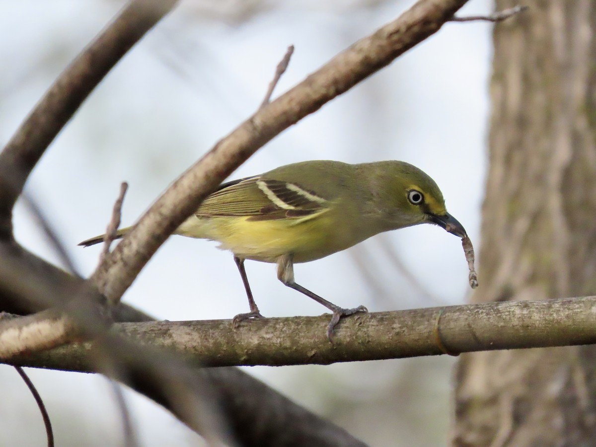 White-eyed Vireo (White-eyed) - ML634572769