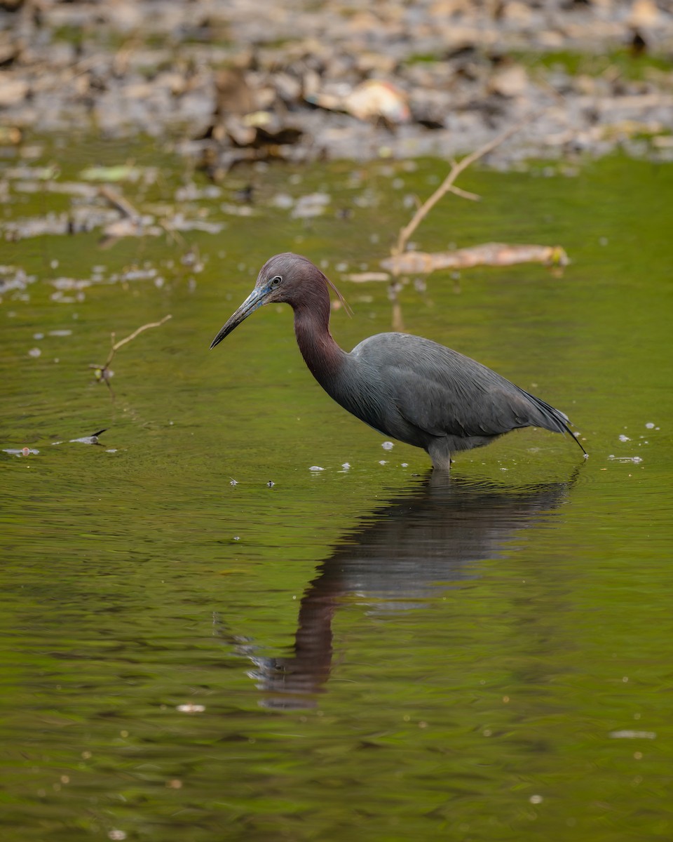 Little Blue Heron - ML634572820