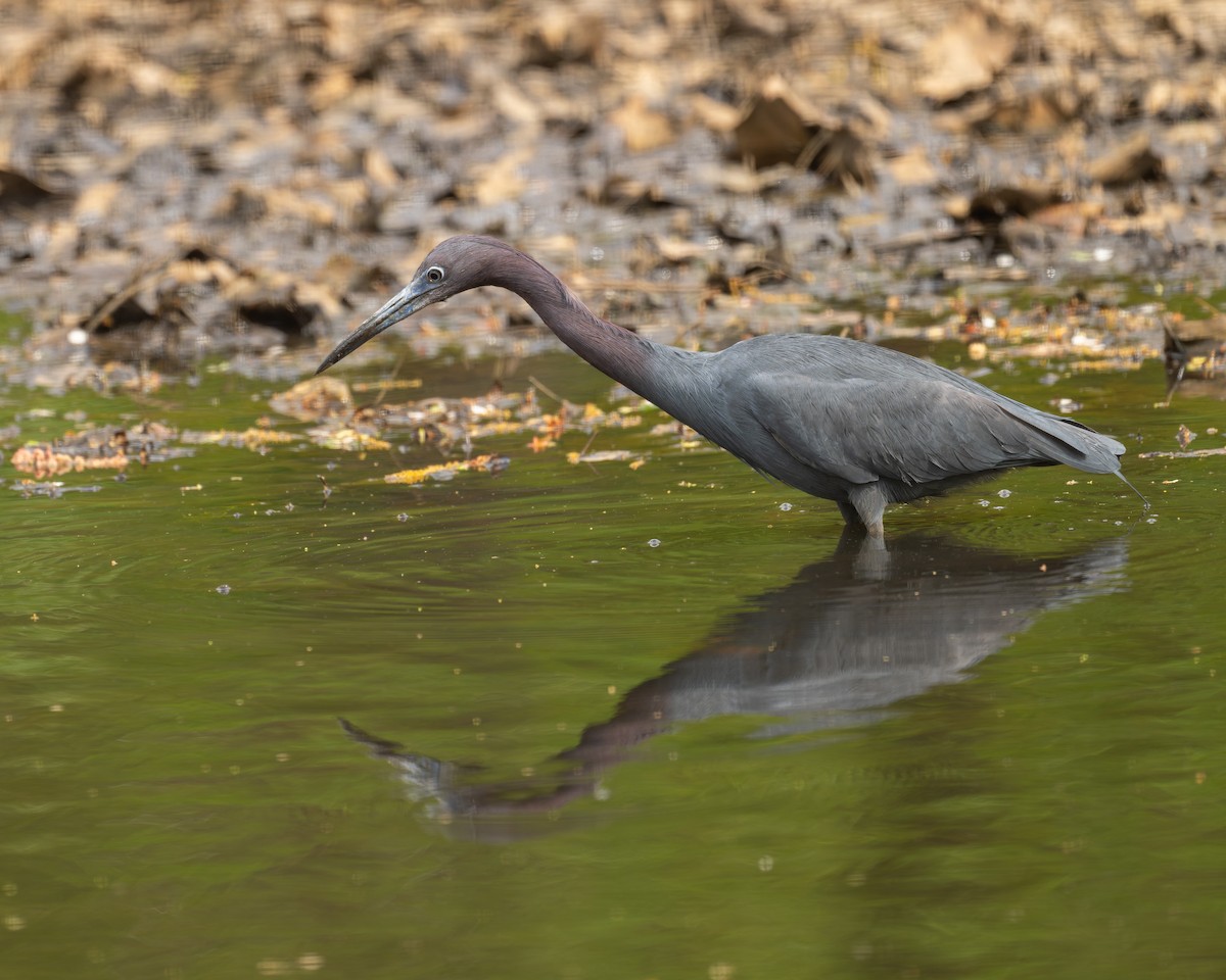 Little Blue Heron - ML634572824