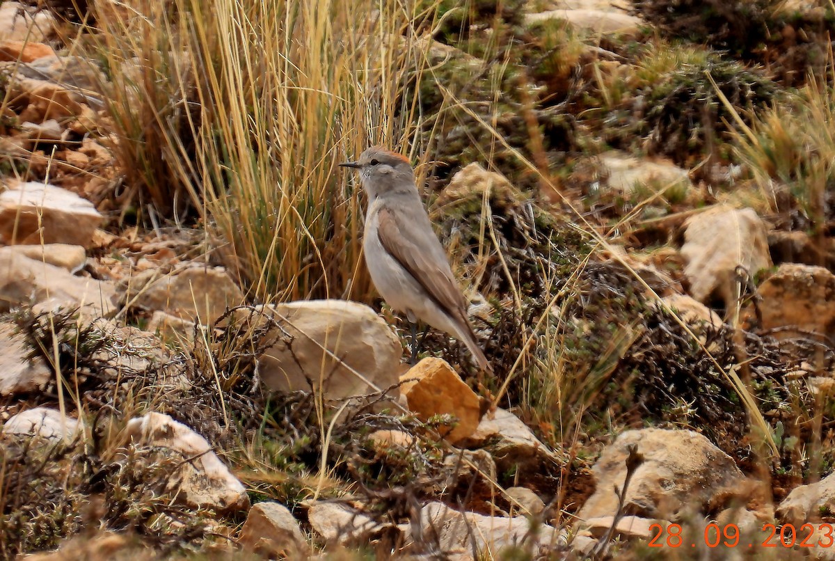 Rufous-naped Ground-Tyrant - ML634572844