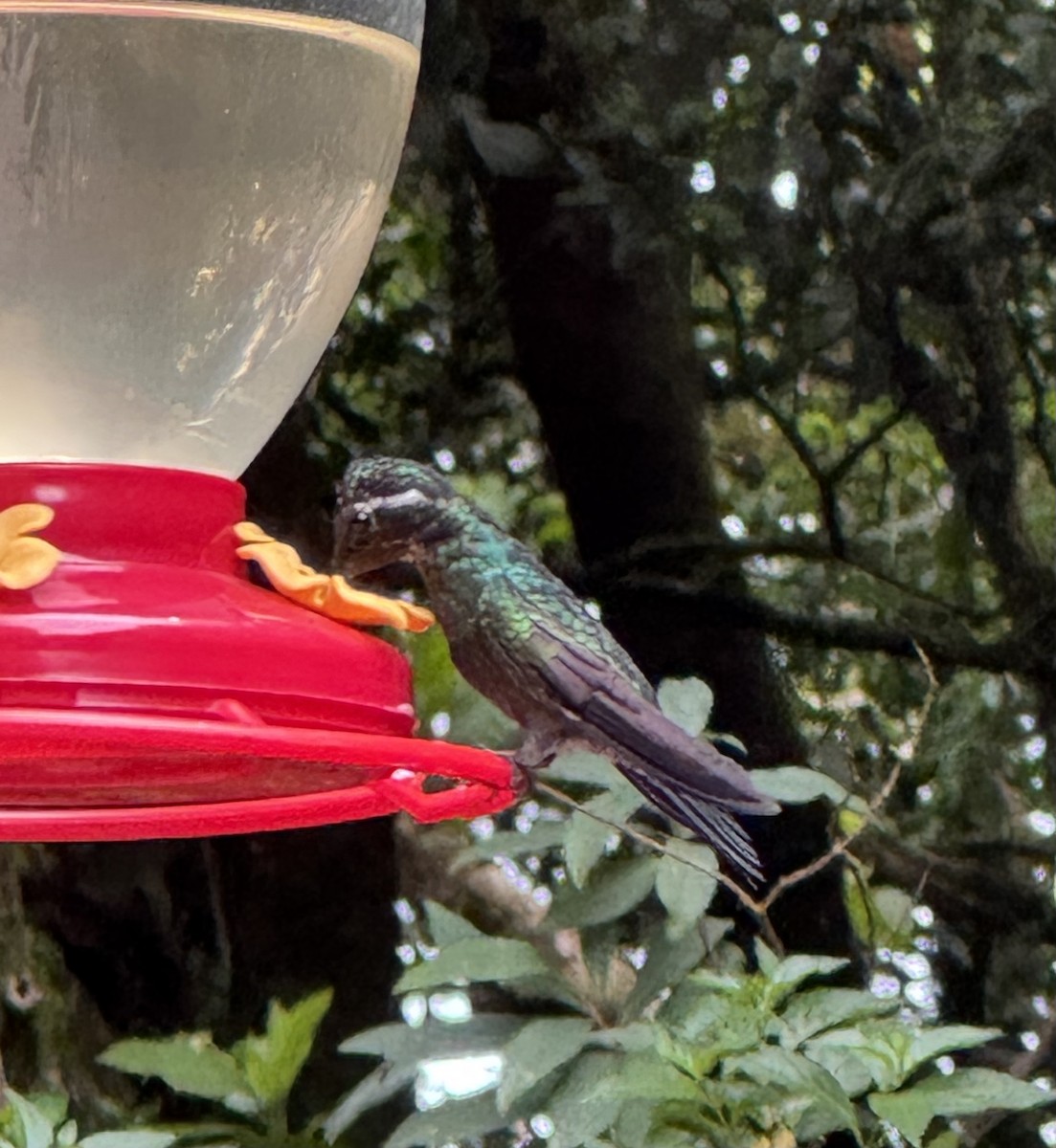 Purple-throated Mountain-gem - ML634572894