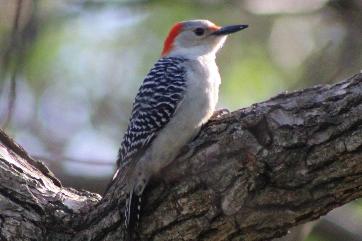 Red-bellied Woodpecker - ML634572944