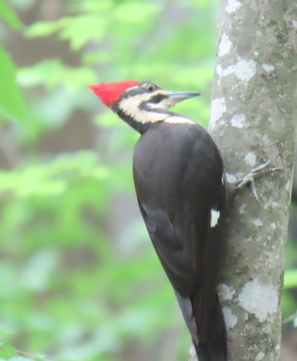 Pileated Woodpecker - ML634573086