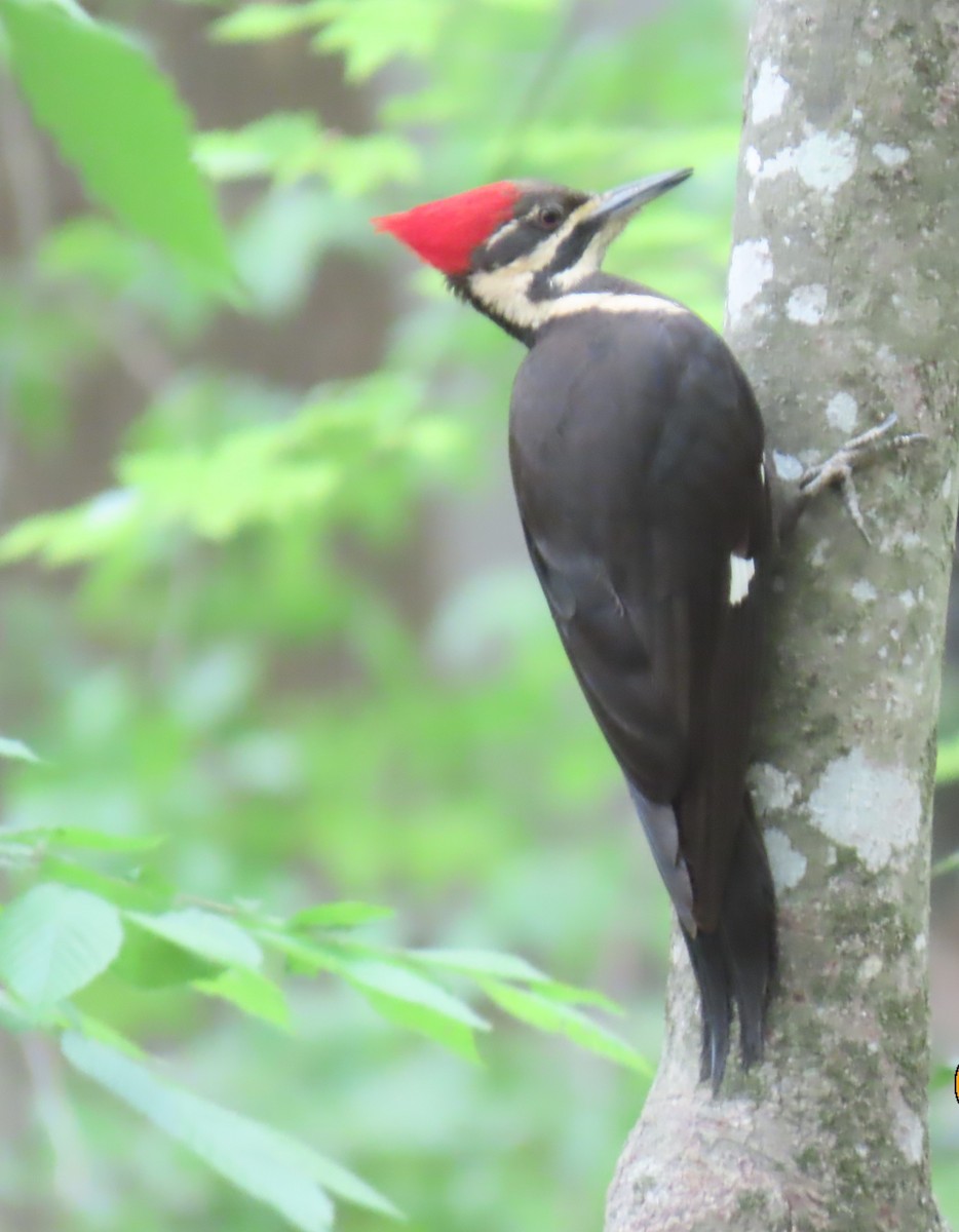 Pileated Woodpecker - ML634573116