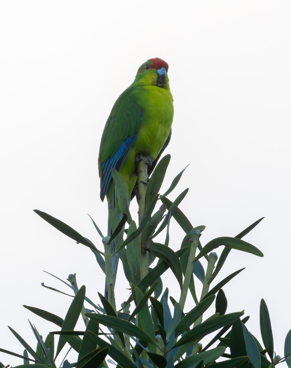 New Caledonian Parakeet - ML634573125