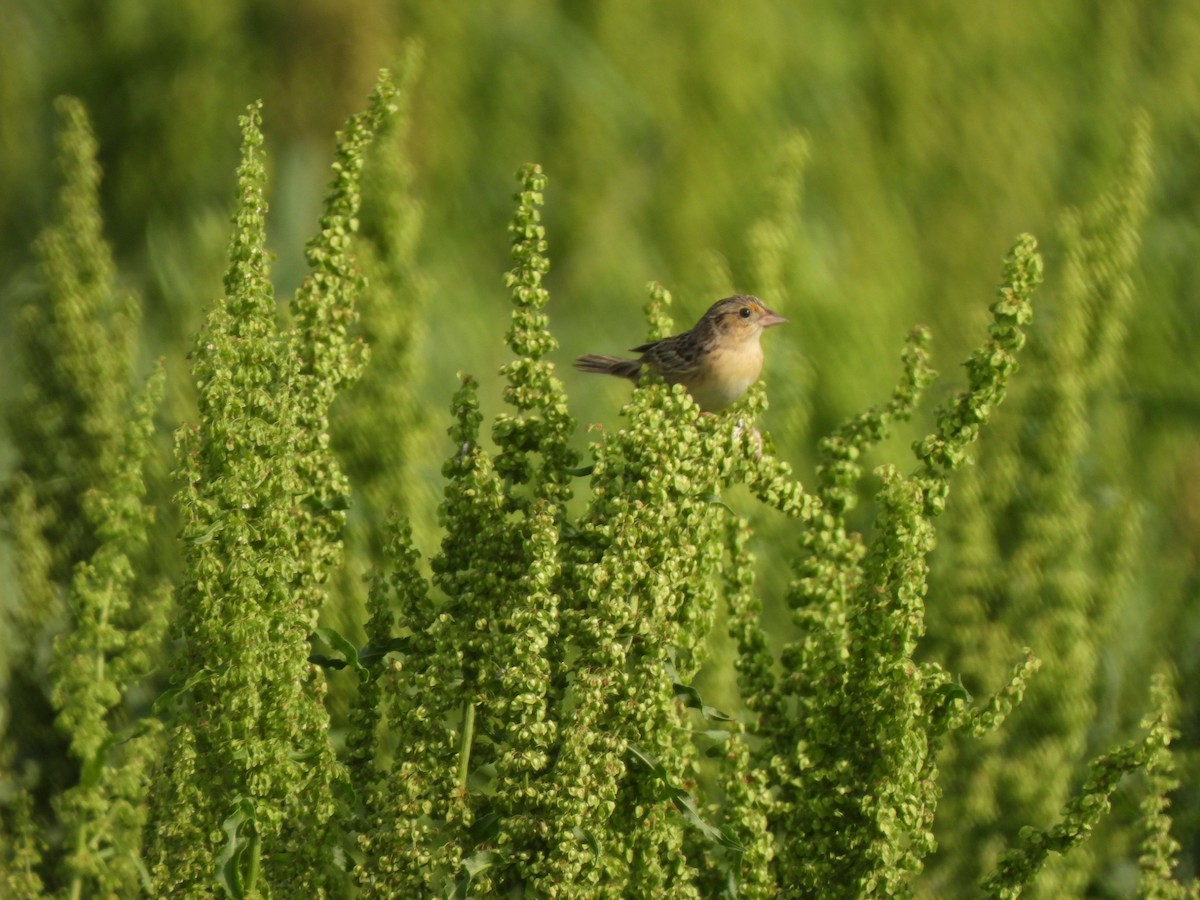 Grasshopper Sparrow - ML634573143