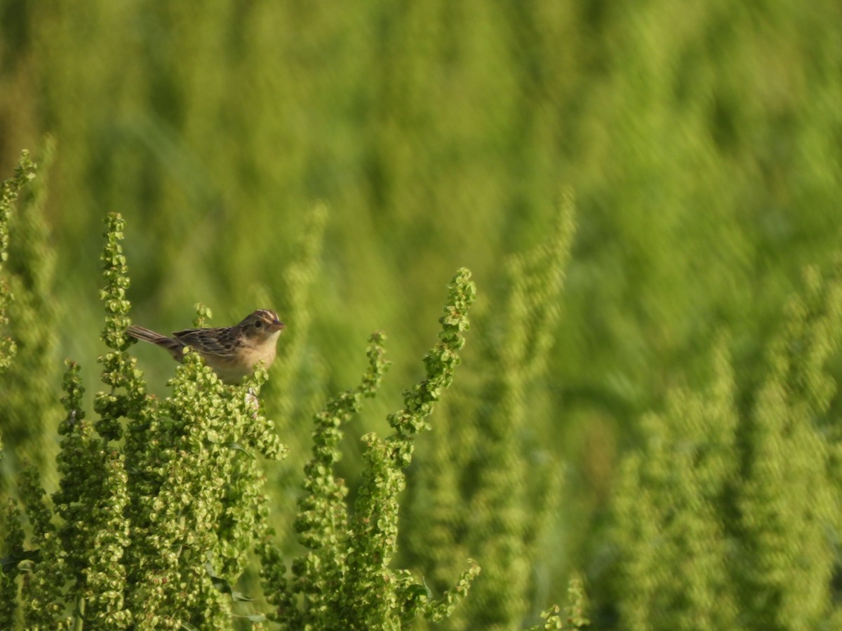 Grasshopper Sparrow - ML634573144