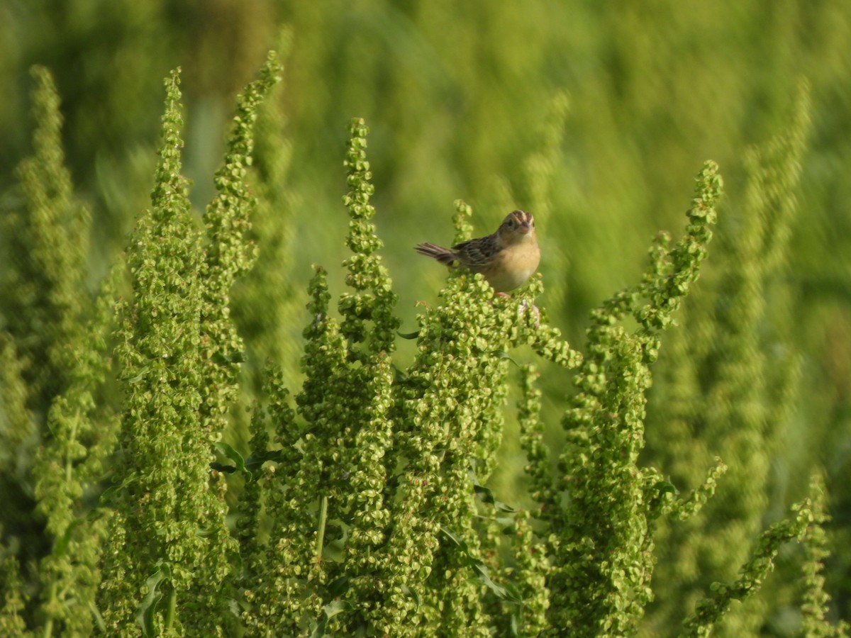 Grasshopper Sparrow - ML634573145