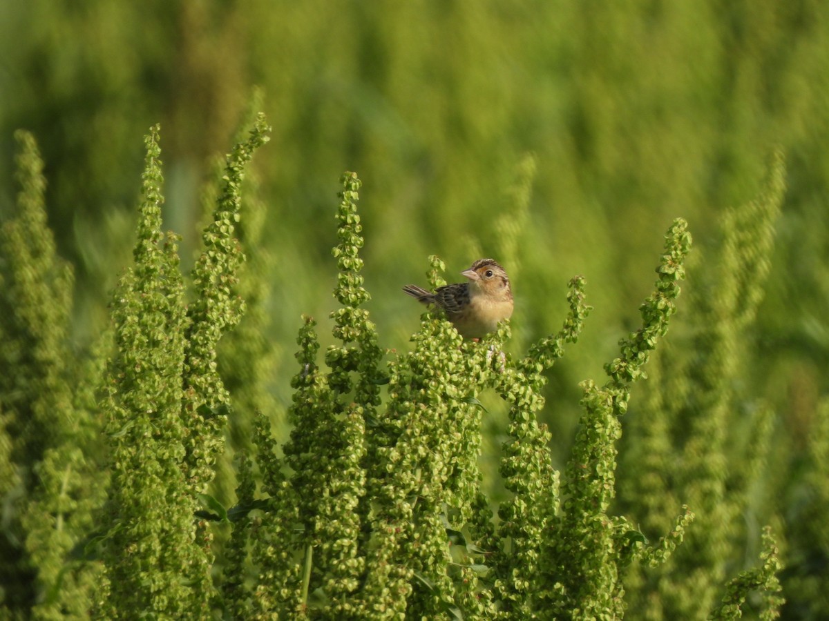 Grasshopper Sparrow - ML634573146
