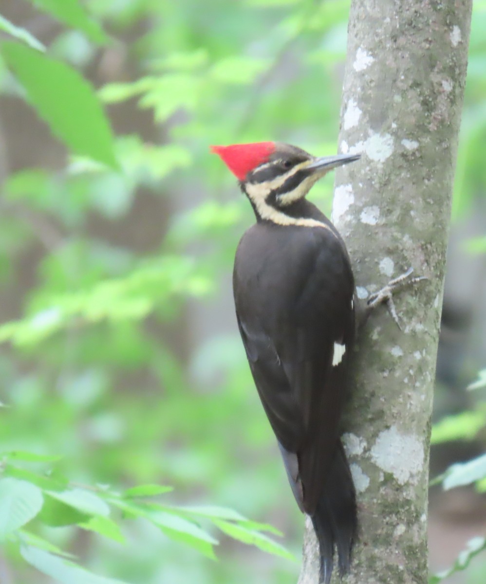 Pileated Woodpecker - ML634573152