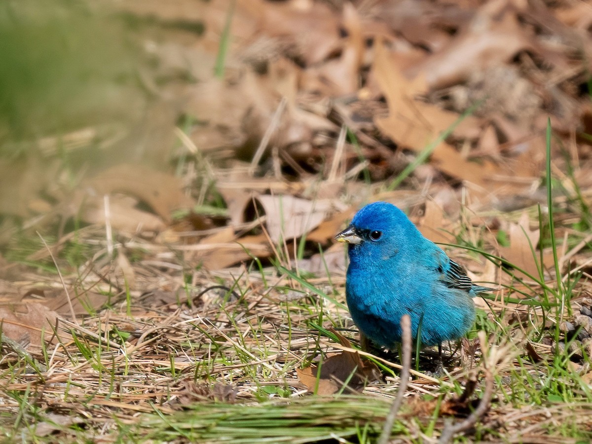 Indigo Bunting - ML634573184