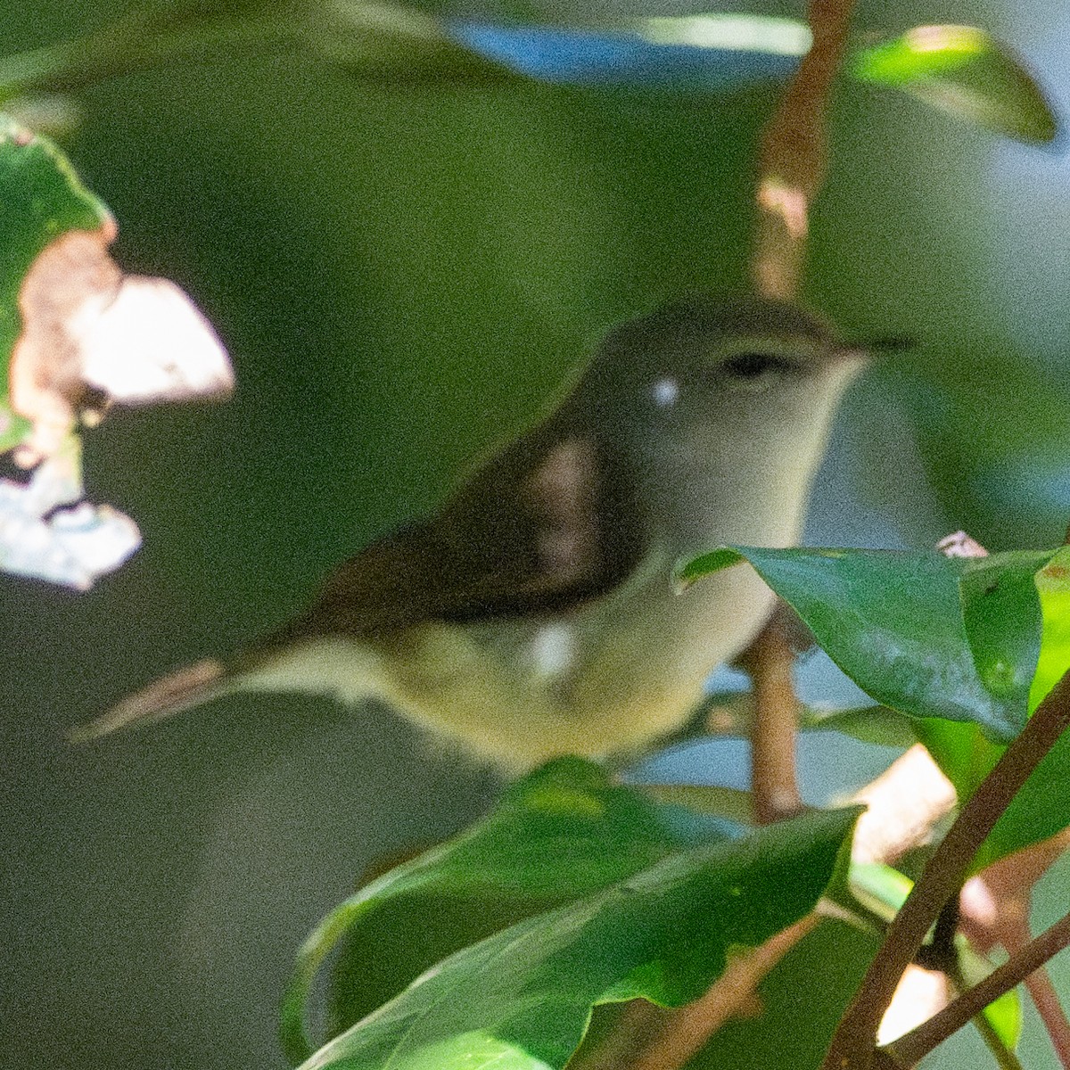 Fan-tailed Gerygone - ML634573232
