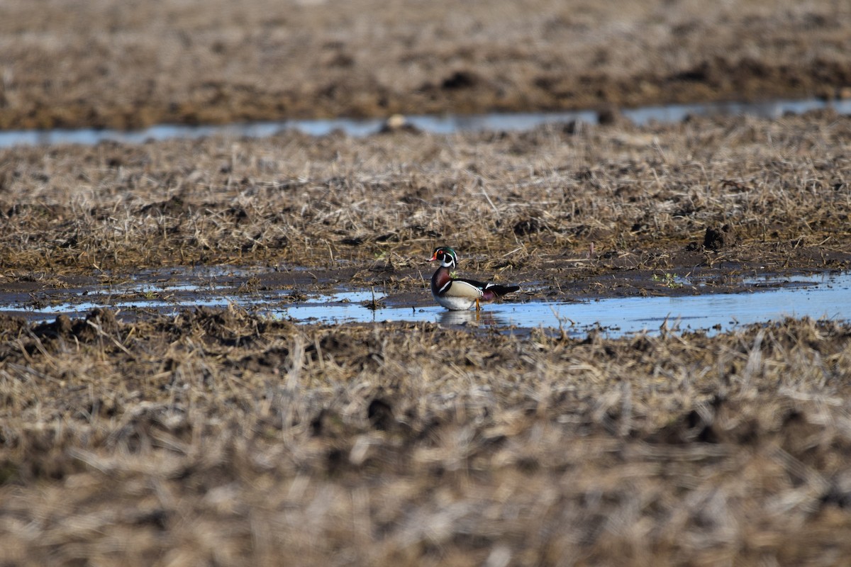 Wood Duck - ML634573252