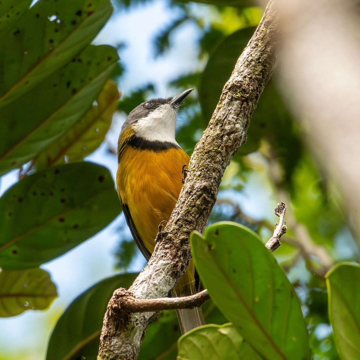 New Caledonian Whistler - ML634573265
