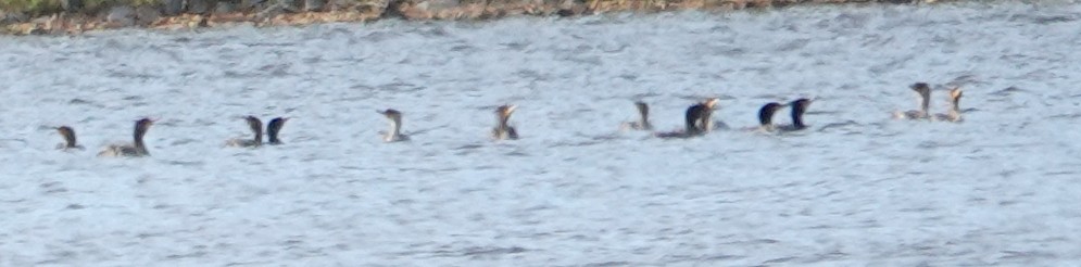 Double-crested Cormorant - ML634573267