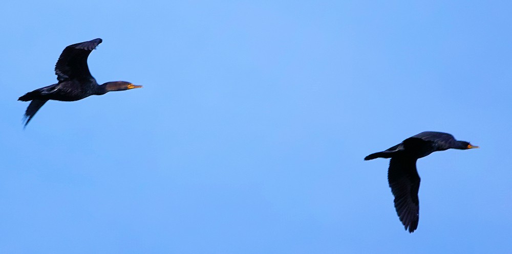 Double-crested Cormorant - ML634573268