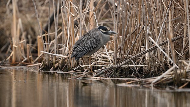 Yellow-crowned Night Heron - ML634573283