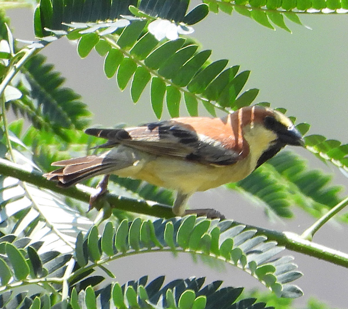セアカスズメ - ML634573284