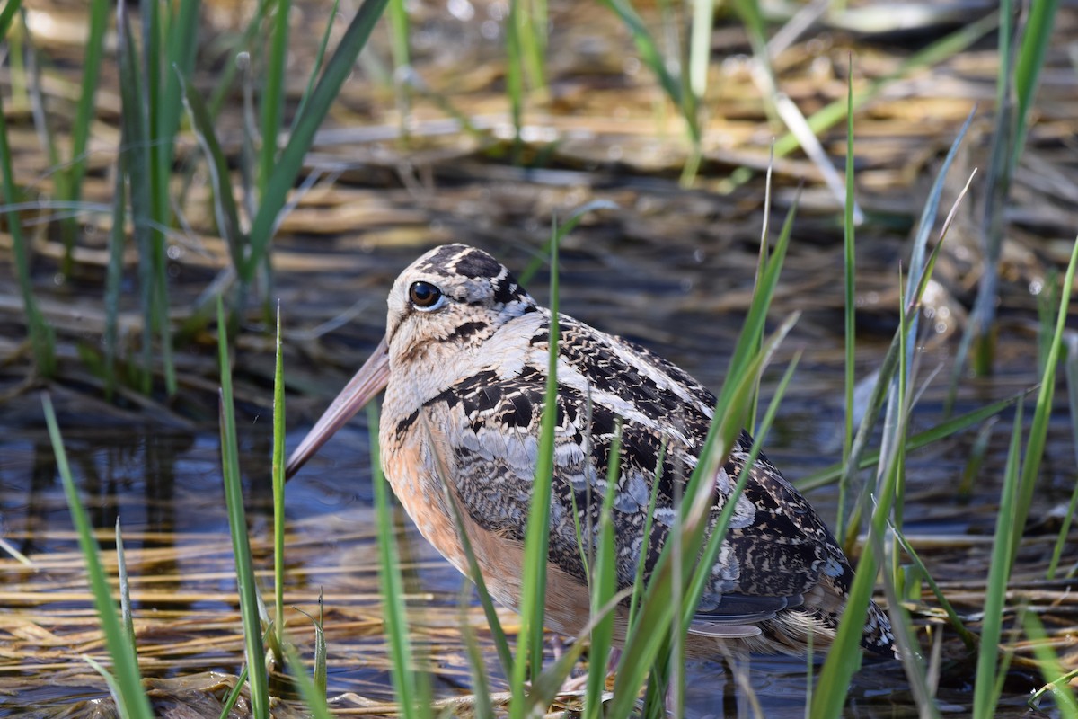 American Woodcock - ML634573291