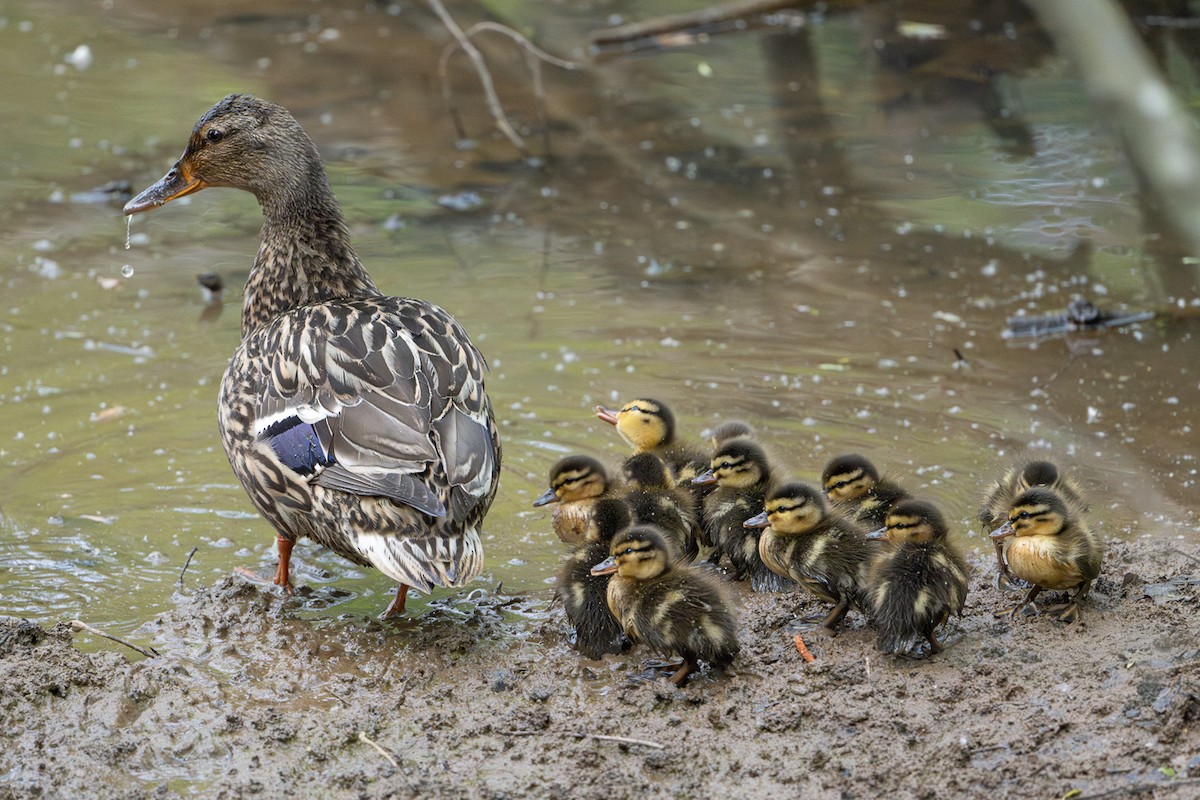 Mallard - ML634573368