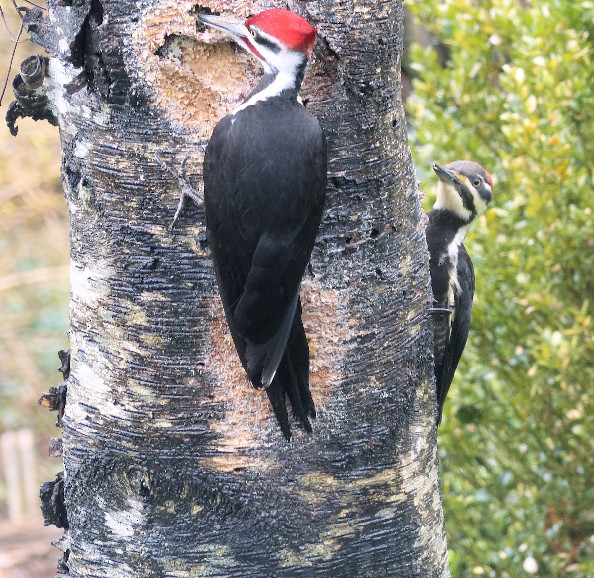 Pileated Woodpecker - ML634573420