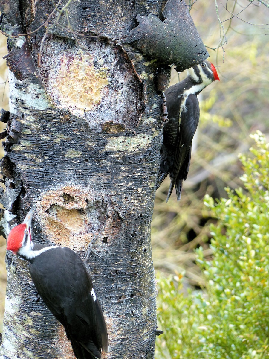 Pileated Woodpecker - ML634573421