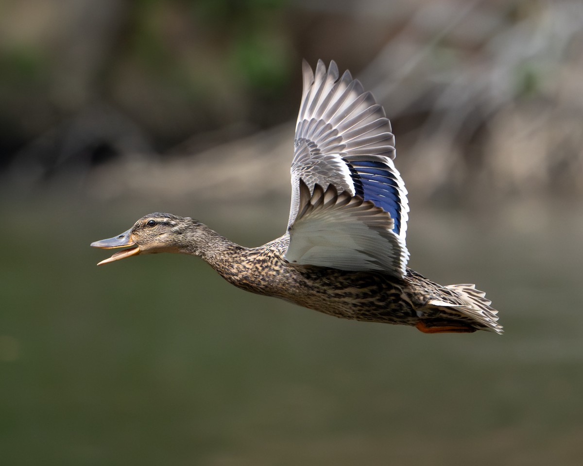 Mallard - ML634573453