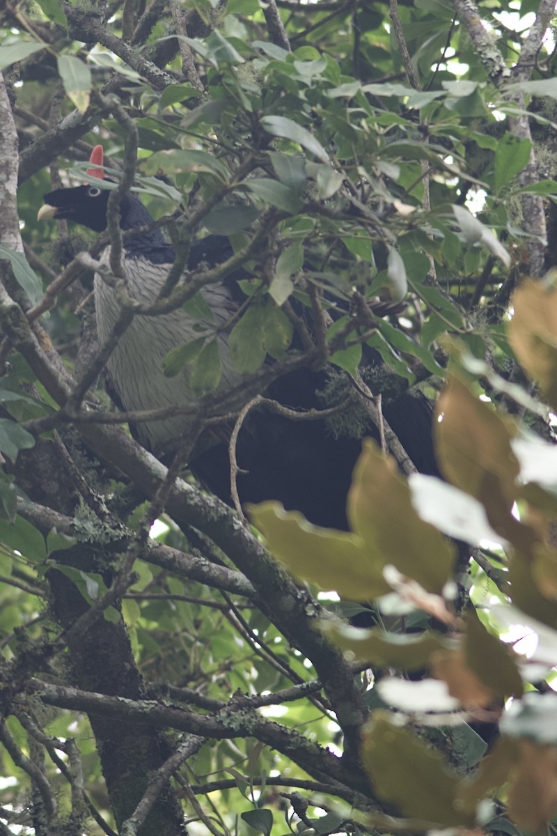 Horned Guan - ML634573516