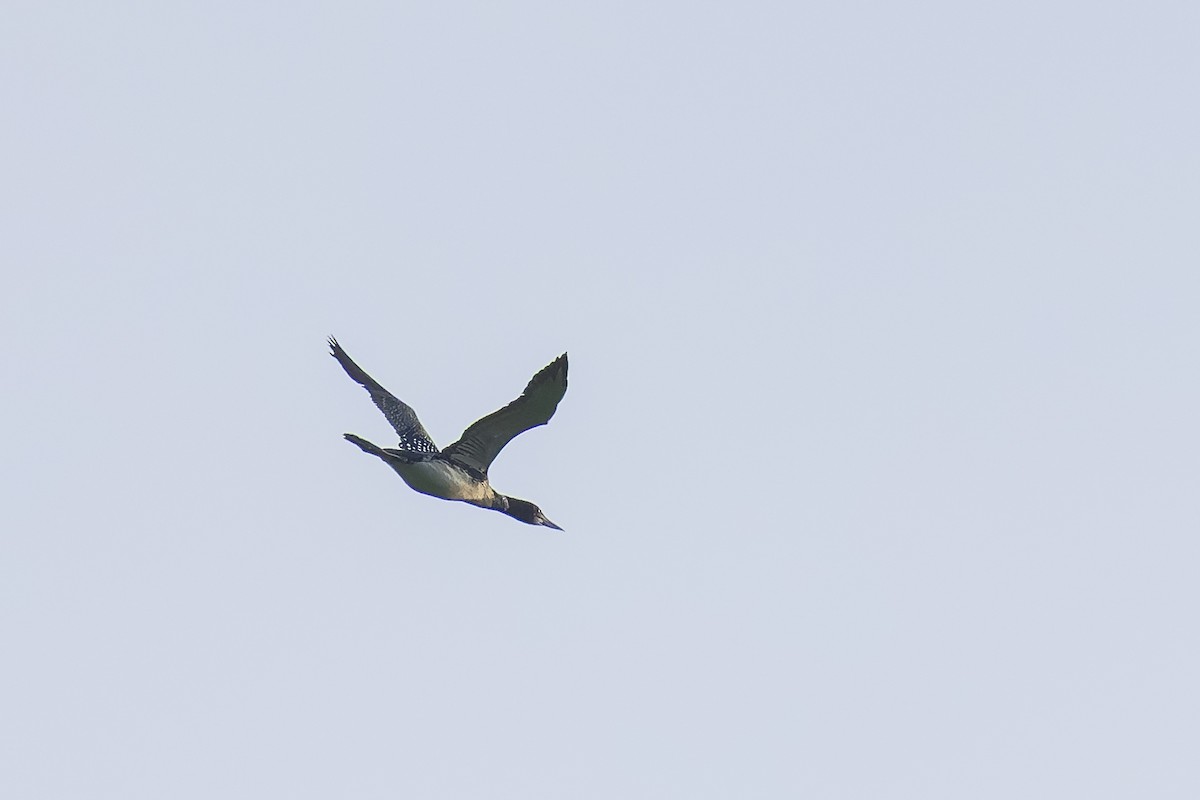 Common Loon - ML634573613