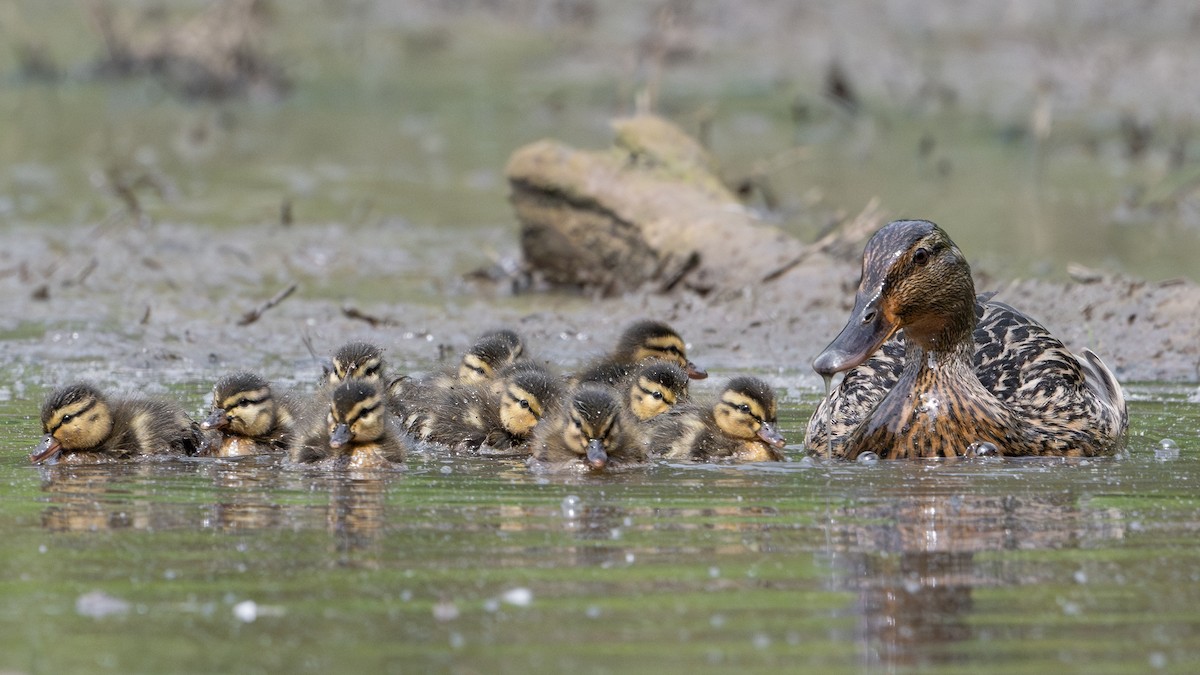 Mallard - ML634573663