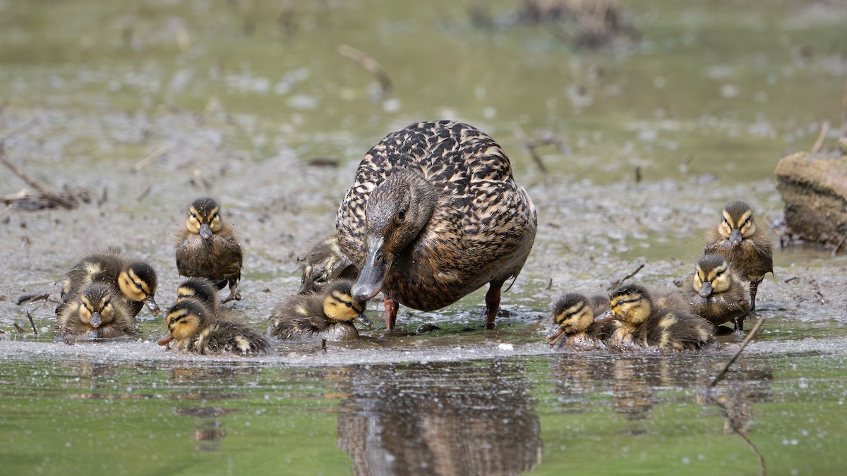 Mallard - ML634573664