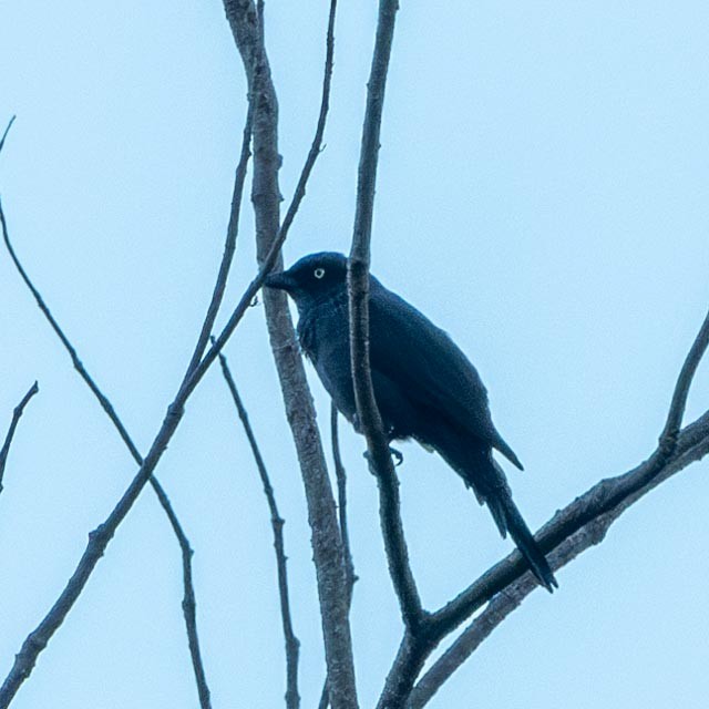 Southern Shrikebill - ML634573677